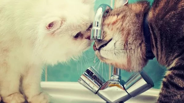 два кота пьют воду из крана